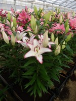 [4219 The Edge No01.JPG]